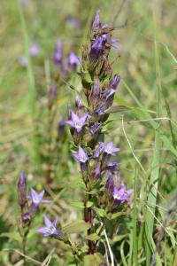 Gentianelle d'Allemagne