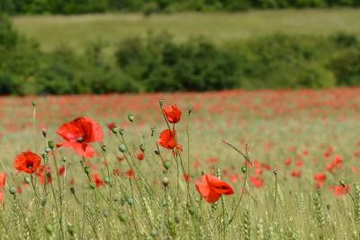 Coquelicot
