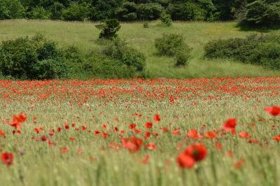 Coquelicot