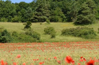 Coquelicot