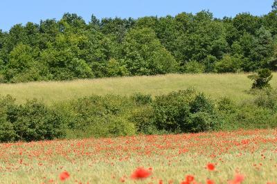 Coquelicot