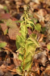Épipactis à larges feuilles