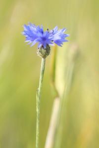 Bleuet