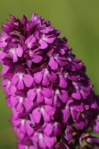 Orchis pyramidal