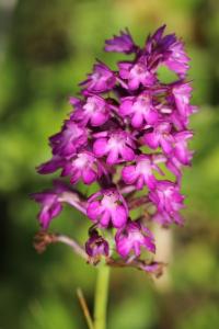 Orchis pyramidal