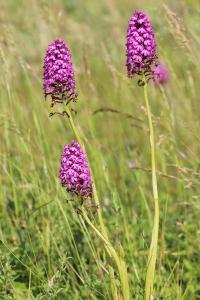 Orchis pyramidal
