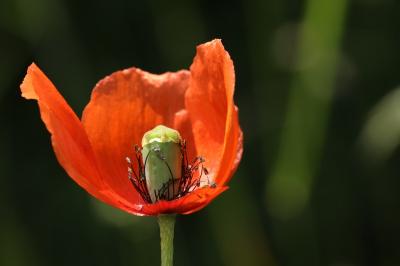 Coquelicot