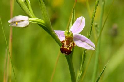 Ophrys abeille