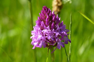 Orchis pyramidal