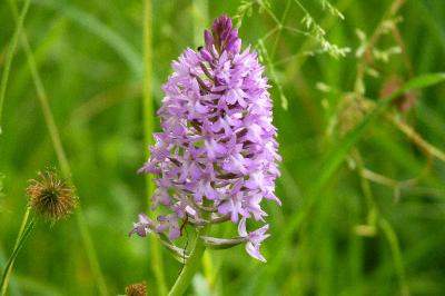 Orchis pyramidal