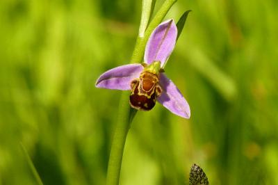 Ophrys abeille