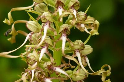 Orchis bouc
