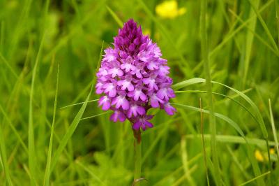 Orchis pyramidal