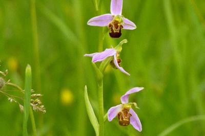 Ophrys abeille