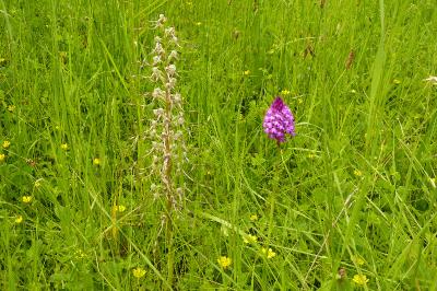 Orchis bouc