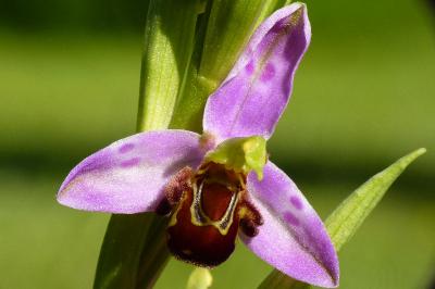 Ophrys abeille
