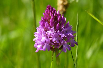 Orchis pyramidal