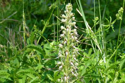 Orchis bouc