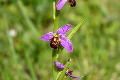 Ophrys abeille