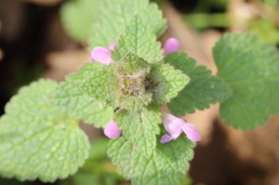 Lamium purpureum