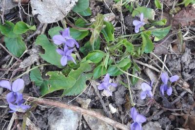 Violette des bois