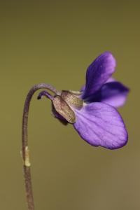 Violette odorante