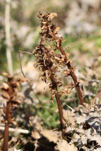 Orobanche violette