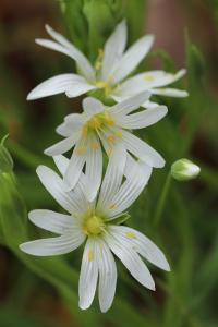 Stellaire holostée