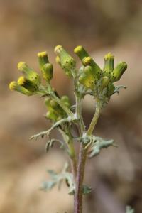 Senecio vulgaris