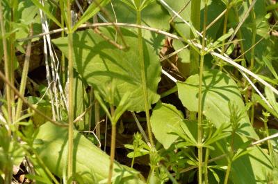 Doronic à feuilles de plantain
