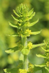 Cruciata laevipes