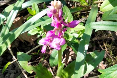 Orchis mâle