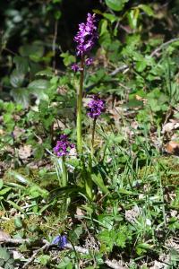 Orchis mâle
