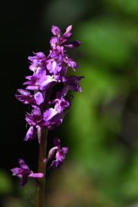 Orchis mâle