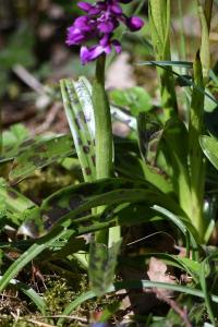 Orchis mâle