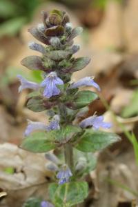 Bugle rampante