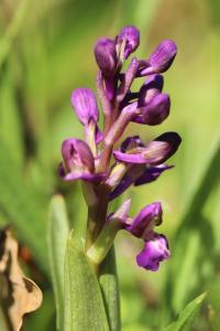 Orchis bouffon