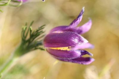 Pulsatille vulgaire