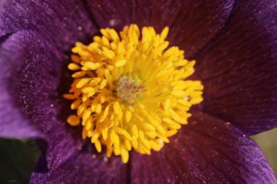 Pulsatilla vulgaris