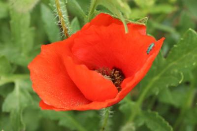 Coquelicot