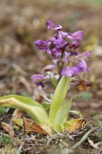 Orchis bouffon