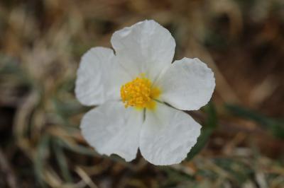 Hélianthème des Apennins