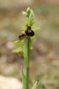 Ophrys araignée
