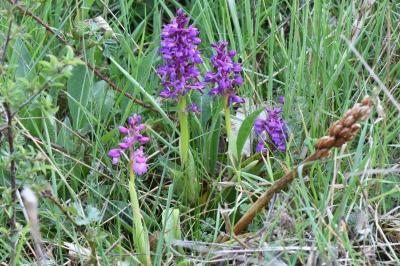 Orchis mâle