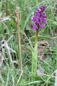 Orchis mâle