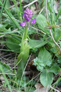Orchis mâle