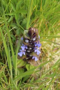 Bugle rampante