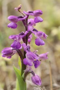 Orchis bouffon
