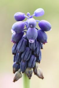 Muscari négligé