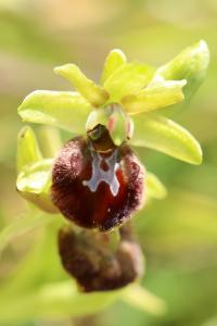 Ophrys araignée